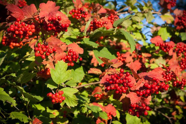 Skaisti ziedošs viburnum koks Skaisti ziedošs viburnum koks
