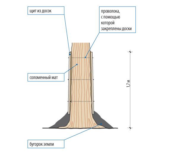 Ķiršu koka stumbra pārklāšana ziemai