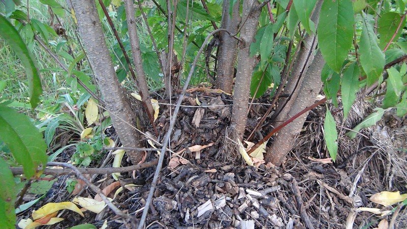 Gatavošanās ziemai: koka pamatnes mulčēšana