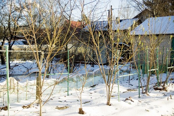 Ziemcietīgo persiku šķirņu ziemošana