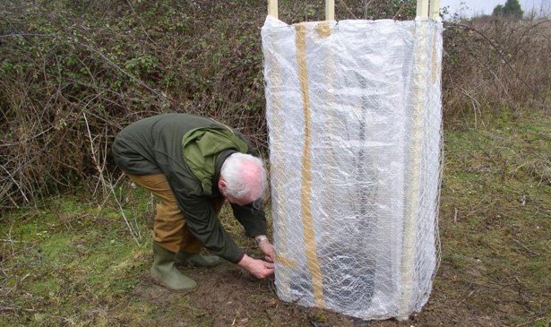 تغطية الشتلات الصغيرة لفصل الشتاء تغطية الشتلات الصغيرة لفصل الشتاء